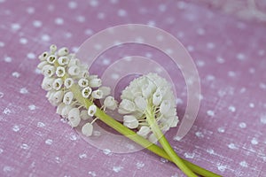 Two White Grape Hyacinth Flowers