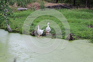 Two white grazing geese on the shore of a pond overgrown with duckweed