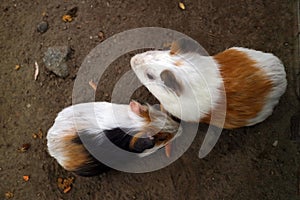 Two white hamsters eating a piece of carrot