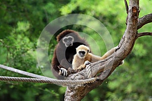 Two white handed Gibbon