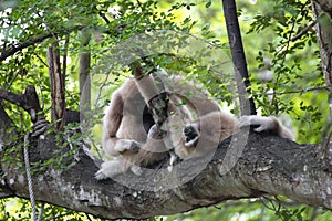 The two white-handed gibbon relaxing on the timber