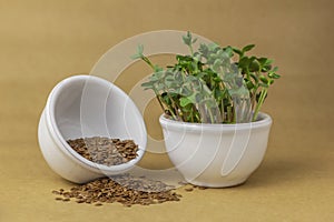 Two white handmade ceramic pots with seed and microgreens on brown background. Concept of growing micro greens at home.
