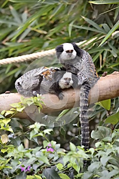 Two white-headed marmosets Callithrix geoffroyi on a branch.