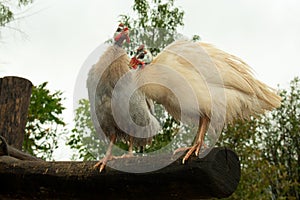 Two white helmeted guineafowls photo