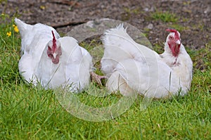Two white hens
