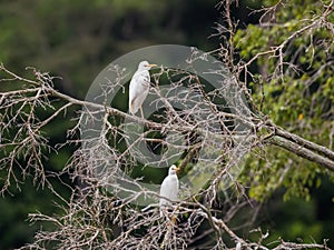 Two white heron Bubulcus ibis sitting on a tree (Republic of the Congo) photo
