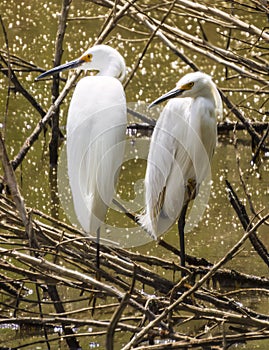 Two White Herons in a Western Colorado Marsh