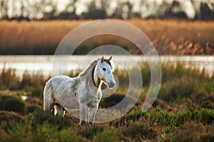 Two white horse of Camargue