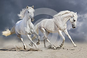 Two white horse run