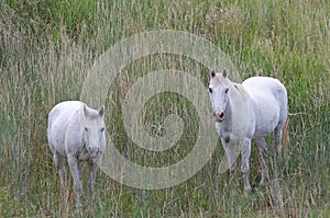 Two White Horses