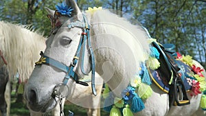 Two white horses as called pony stands in park