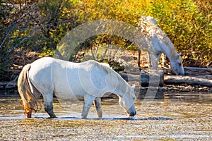 Two white horses in a beautiful sunny day in Camargue, France