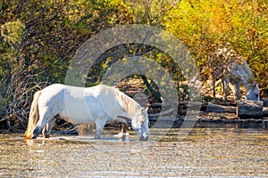 Two white horses in a beautiful sunny day in Camargue, France