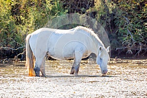 Two white horses in a beautiful sunny day in Camargue, France