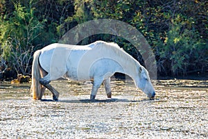 Two white horses in a beautiful sunny day in Camargue, France