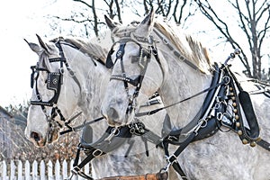 Two White Horses with Black Carriage Harnesses