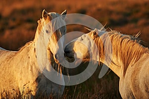 Two white horses of Camargue