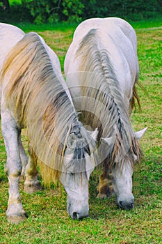 Two white horses with coiffed mane graze on green grass, muzzle down