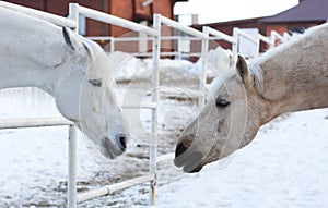 Two white horses in the corral outdoor in winter opposite each other