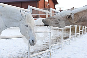 Two white horses in the corral outdoor in winter opposite each other, one of them stretching head to other