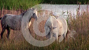 Two white horses and a funny bird