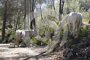 Two white horses graze in the forest