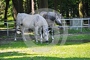 two white horses graze on green grass in a meadow