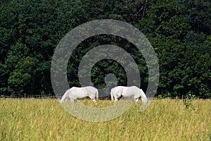 Two white horses graze in a paddock field near forest