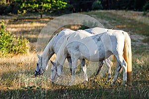 Two white horses grazing grass on pasture in forest