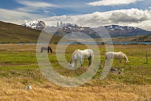 Two white horses grazing in the meadows of Torres del Paine