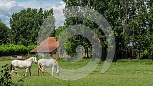 Two white horses grazing in pasture