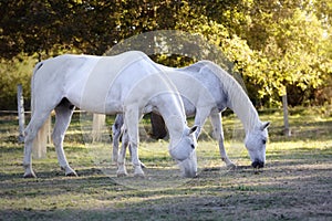 Two white horses grazing at sunset