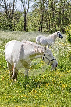 Two white horses on green pasture