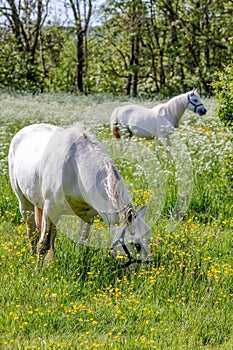 Two white horses on green pasture