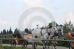 Two white horses harnessed to a carriage, a horse-drawn vehicle, animals serving people