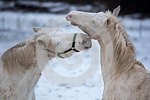 Two white horses love each other.