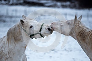 Two white horses love each other.