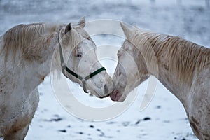 Two white horses love each other.
