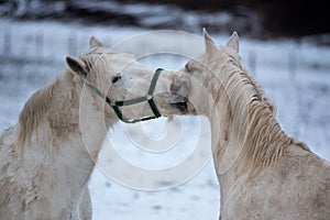 Two white horses love each other.