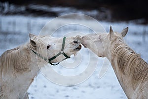 Two white horses love each other.