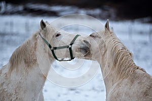 Two white horses love each other.