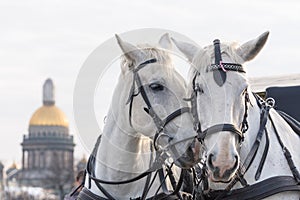 Two white horses love each other in St. Petersburg on the background of St. Isaac`s Cathedral