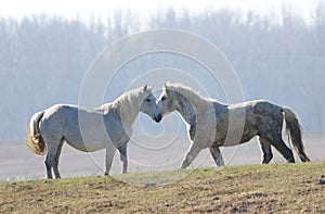 Two white horses on the meadow