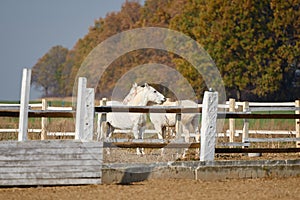 Two white horses in paddok in sunny autumn day.