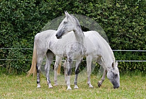 Two white horses in the pasture