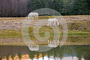 Two white horses pasturing by a lake with a reflection in water