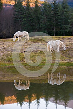 Two white horses pasturing by a lake with a reflection in water