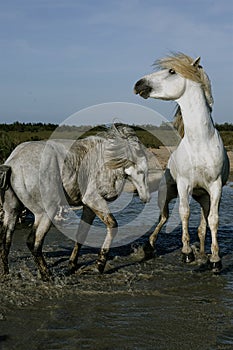 Two White Horses Playing and Splashing