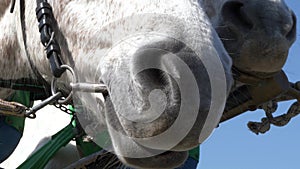 Two white horses with reins, extreme close-up view of noses and nostrils