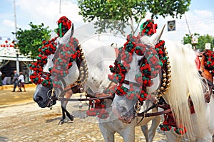 Two white horses in the Seville Fair, Andalusia, Spain photo